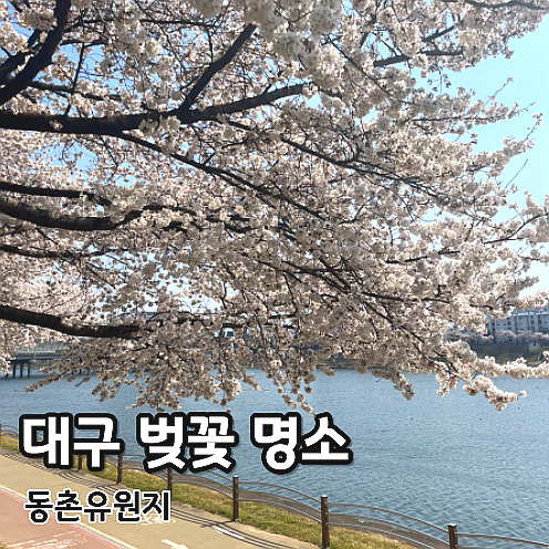  대구벚꽃명소 동촌유원지 실시간 개화상태 주차