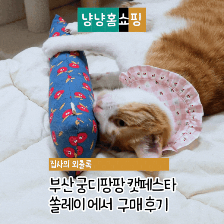  부산 궁디팡팡 캣페스타 쏠레이 고양이 스카프 캣잎쿠션 구매 후기