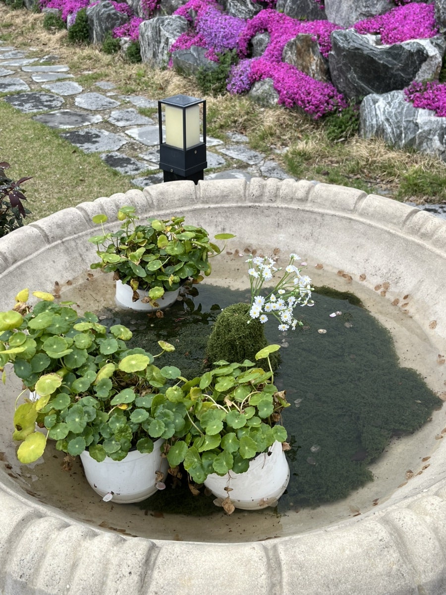 느띠 사진 4