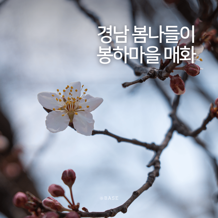  4월 경남 가볼만한곳 김해 진영 봉하마을 매화, 대통령의집 휴관 안내 주차장 정보