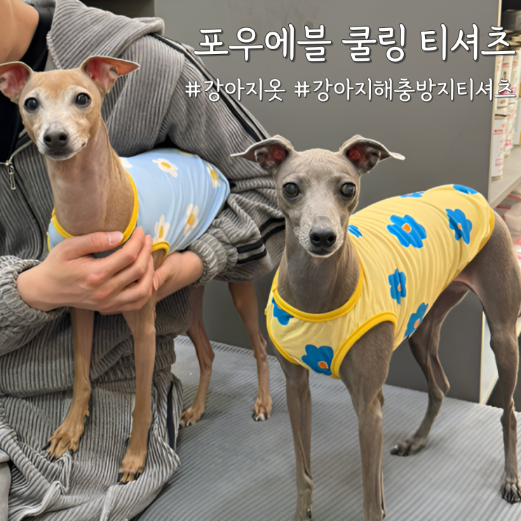  강아지 여름 옷 이거 안 입히면 손해! 포우에블 강아지 쿨링 티셔츠 솔직후기