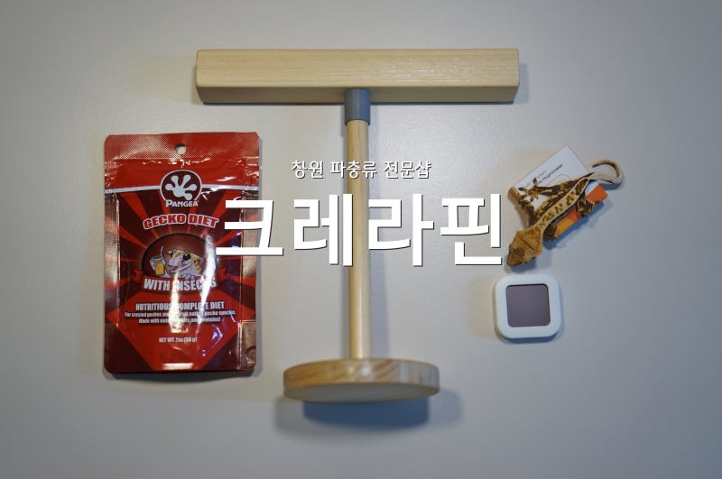 창원 파충류샵 크레라핀 체험, 분양, 용품 판매