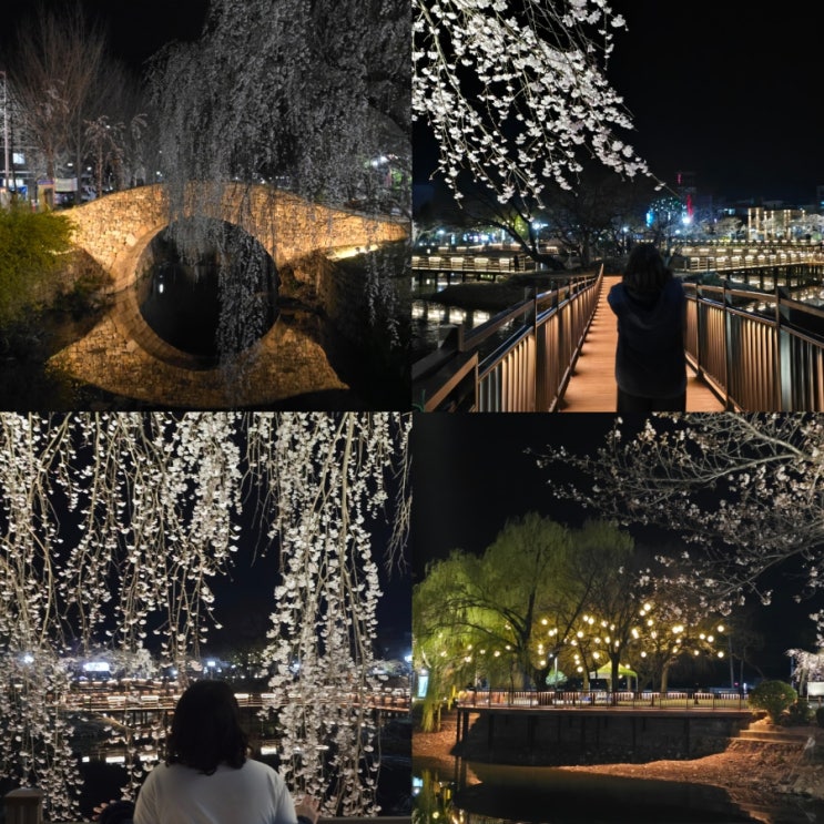  경남 벚꽃명소 추천 창녕 만년교 야경 연지못 수양벚꽃 야간 드라이브