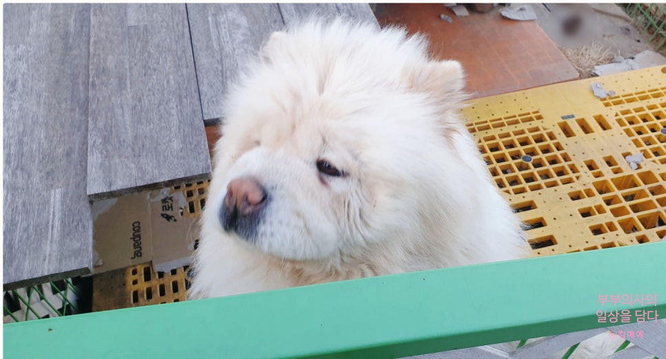 황금빅버거 홍성점 사진 4
