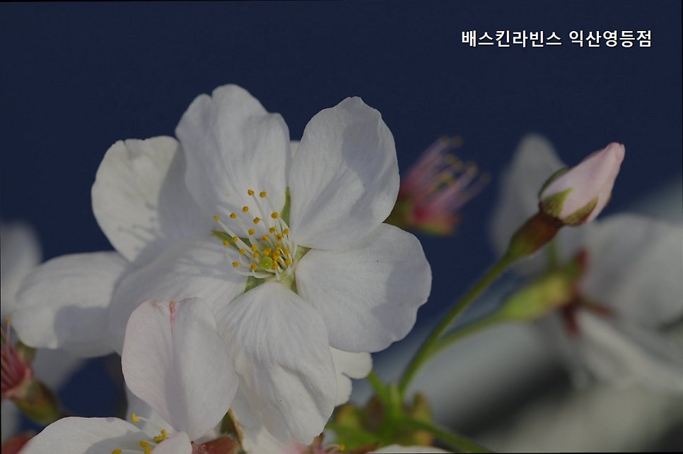 배스킨라빈스 익산영등점 사진 2