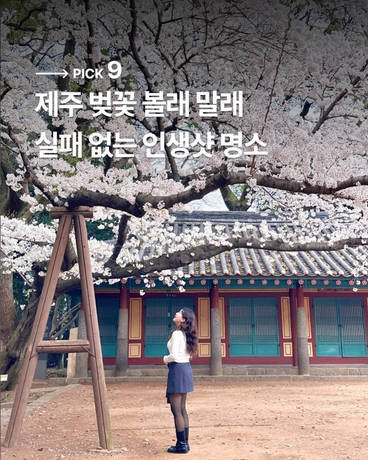  제주 벚꽃 명소 BEST9 제주도 서귀포 여행 4월 봄 가볼만한곳
