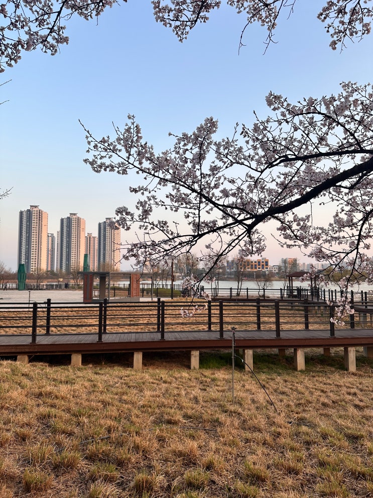  오송호수공원 벚꽃 개나리 목련 실시간 개화 현황 26년3월28일