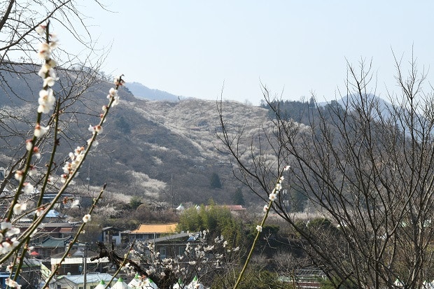 광양 매화마을