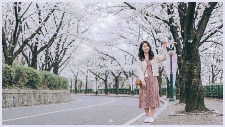  아직도 여길 몰라? 대구 벚꽃 명소 이월드, 인생샷 건지는 숨은 명당 2곳!