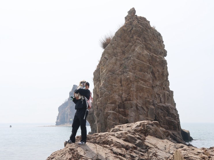 제부도 애견동반 여행 1박 2일 강아지와 다녀온 후기
