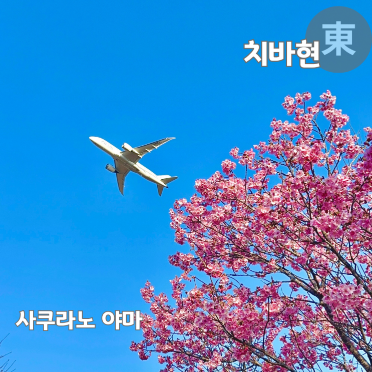  나리타공항 벚꽃 명소 사쿠라노야마 비행기 전망 공원