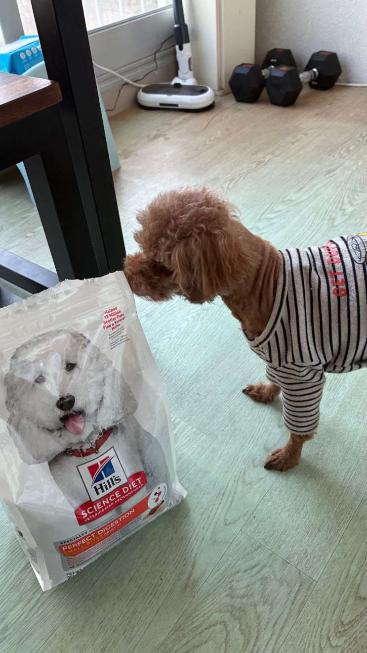  시니어 강아지 사료 추천! 힐스 어덜트7+ 퍼펙트 다이제스천 스몰 바이트 1.6kg 후기