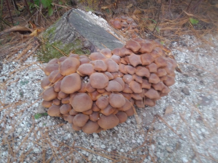  남양주 사능에서 만난 야생버섯 군락 자연산 표고버섯? 뽕나무버섯? 독버섯?(Wild mushroon)