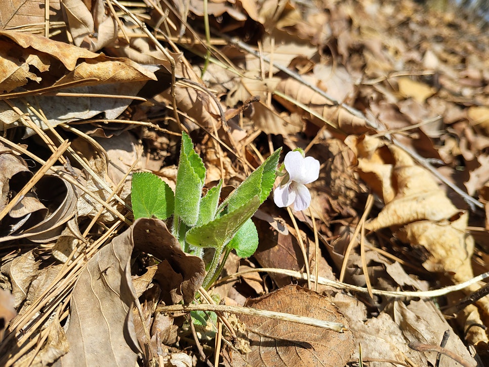 맹자산 사진 4