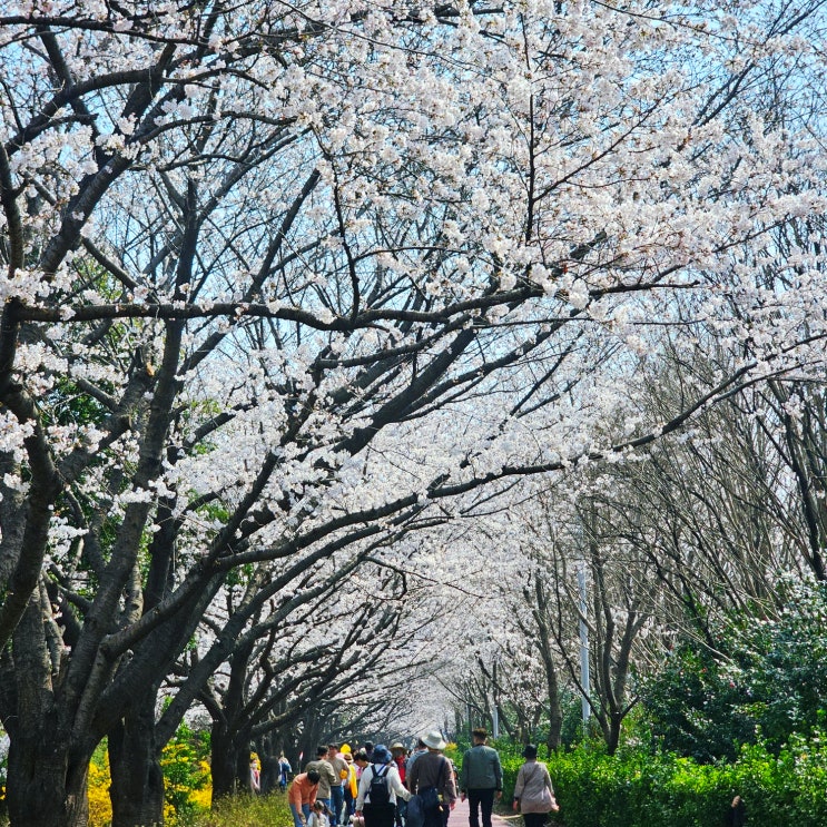  부산 벚꽃 명소 사상 삼락생태공원 벚꽃길 실시간 개화상황 주차장