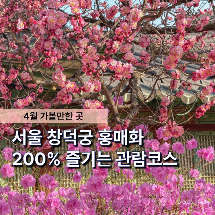  "제발 여기 줄 서지 마세요" 창덕궁 홍매화, 이 위치에서 시간 낭비하는 이유
