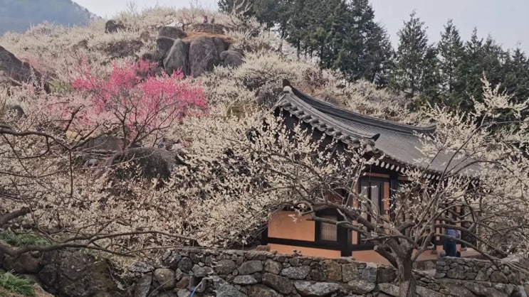  광양 매화마을의 '매화 축제'를 다녀와서 쓴 시 모음