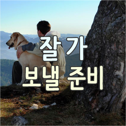  임종 직전의 고양이 강아지에게 해줄 수 있는 것_반려동물의 죽음
