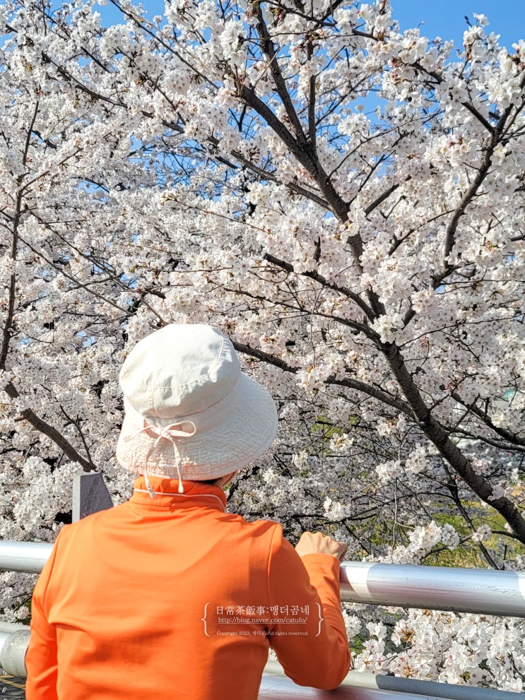  광주천변 벚꽃길 실시간 개화상황 3월 28일 지금 출발해 광주 벚꽃 명소