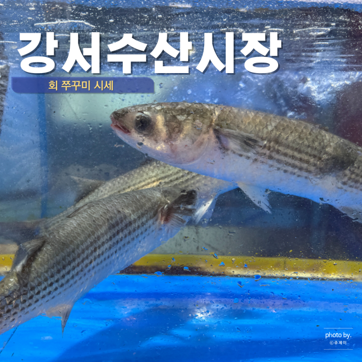  강서 수산시장 회 쭈꾸미 보리숭어 아나고 대게 조개 시세 강서수산물시장