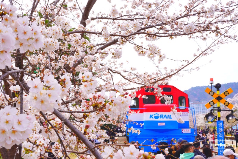 진해군항제 기본정보 벚꽃축제 일정 진해 벚꽃 명소