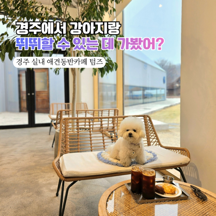  경주 애견동반카페 텀즈 대박 추천  양남 실내 별채 당일치기 후기 (+스콘 존맛탱!)