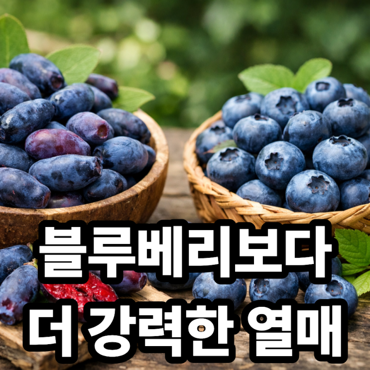  하스카프베리 효능 총정리, 블루베리보다 좋은 이유