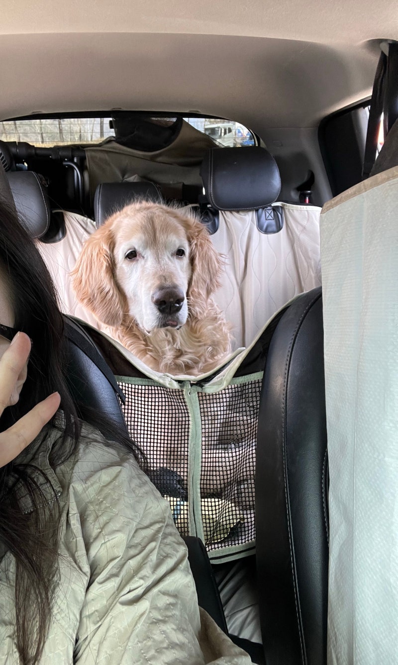오수의견관광지반려견놀이터