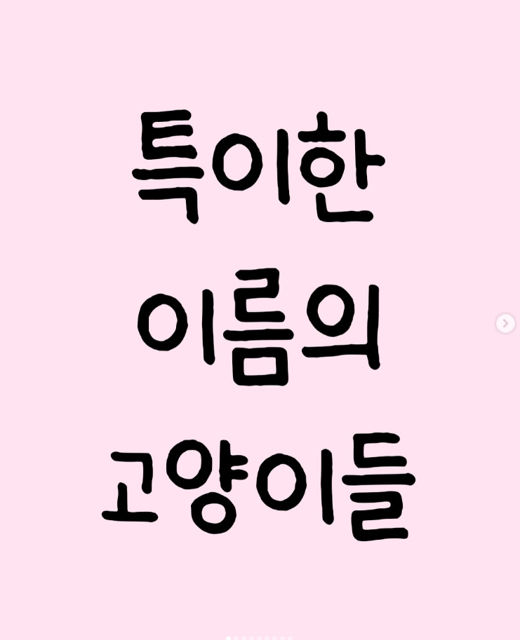  특이한 이름의 고양이들