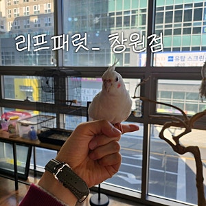 창원 앵무새 카페_리프패럿