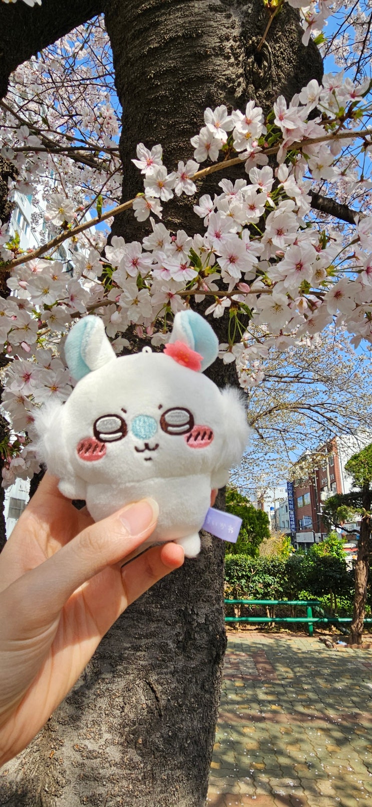 오늘 연제구 연산동 한양아파트 동래구 온천천 카페거리 벚꽃 현황