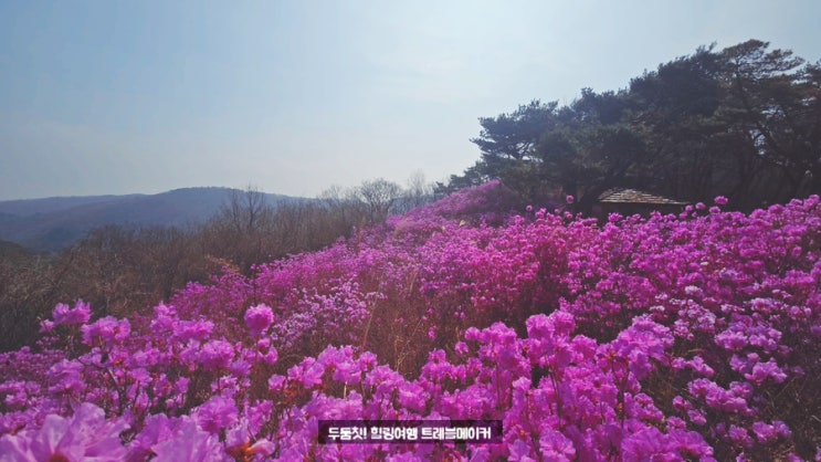  울산 양떼목장 가는 길 진달래 명소 성불사 진달래 군락지 만개 현황