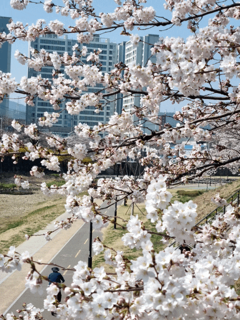  팔거천 산책로, 금호강변 벚꽃 산책길