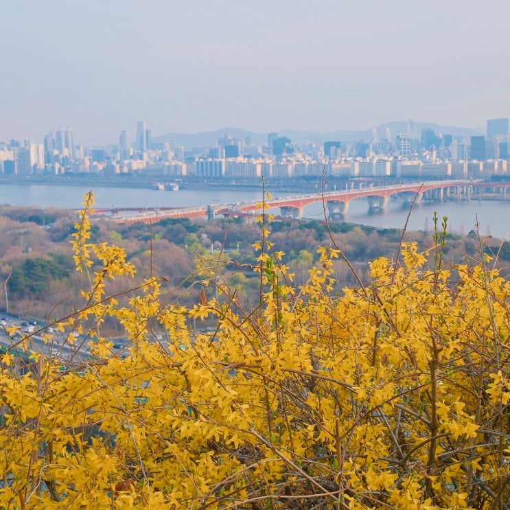  서울 개나리 명소 응봉산 개나리 개화시기 실시간 현황 주차 팔각정 가는 법 소요시간