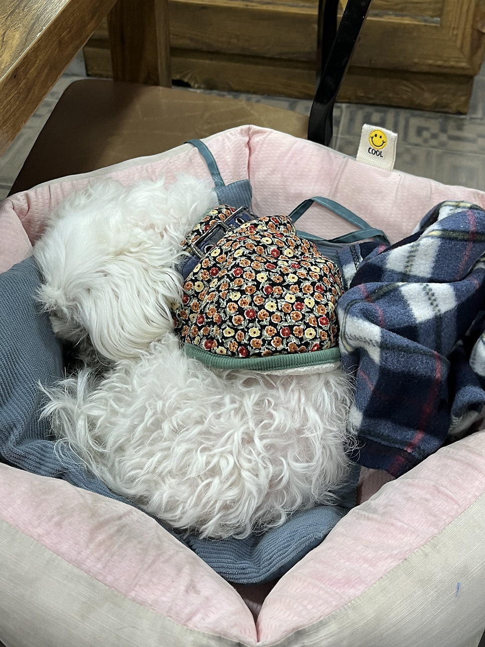 소바짐 사진 3