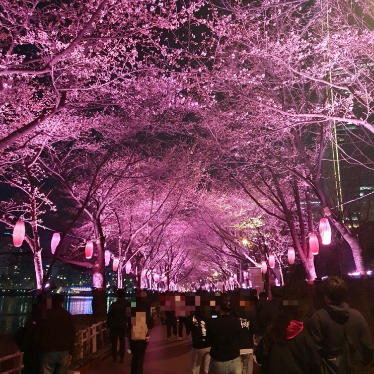  석촌호수 벚꽃축제 기간, 벚꽃 만개 시기, 3/28 석촌호수 벚꽃야경