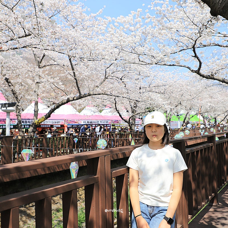 2026 진해군항제 기본정보 교통 일정 진해 벚꽃축제 시기 개화상황