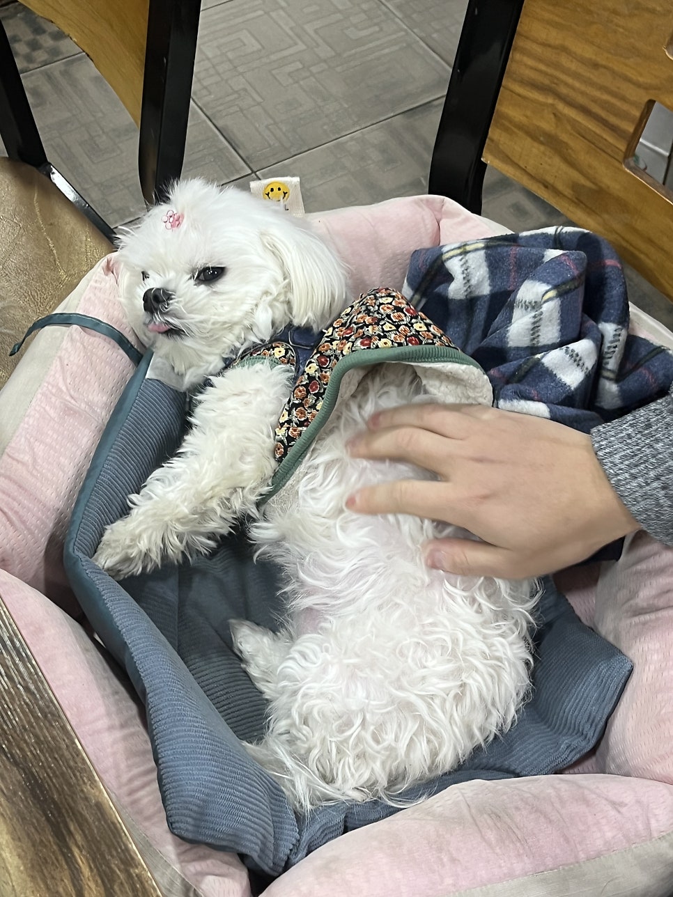 소바짐 사진 2