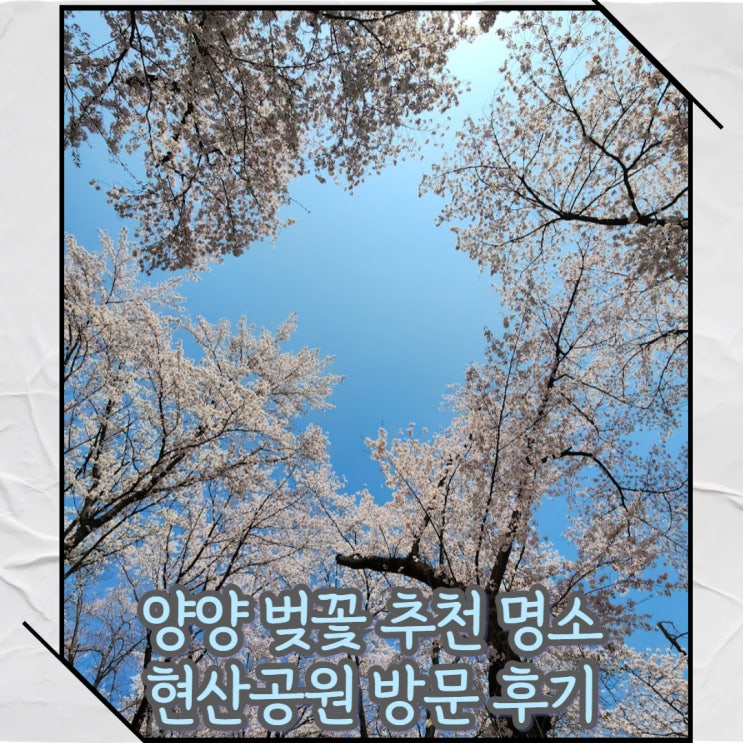  강원도 양양 벚꽃 가볼만한 명소 현산공원 추천