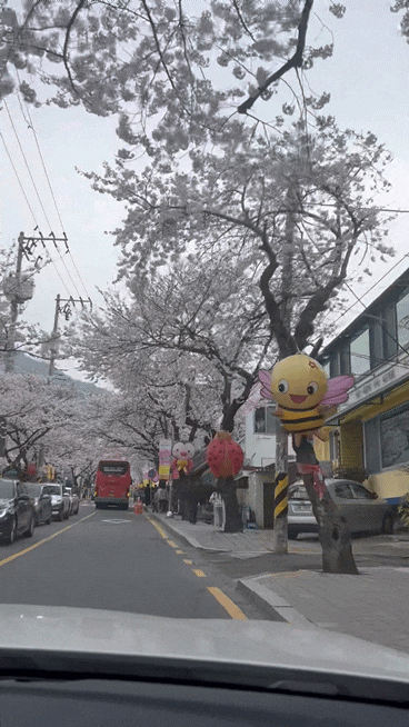   통영 봉숫골 벚꽃축제 일정, 후기 (3/29 실시간 개화상태)