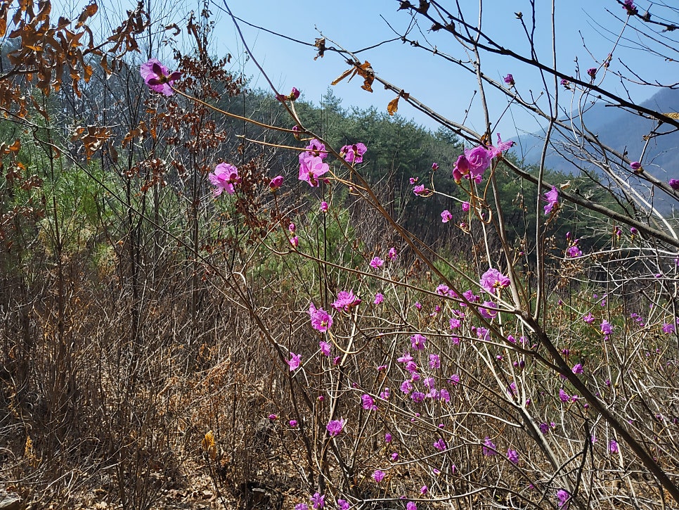 맹자산 사진 5