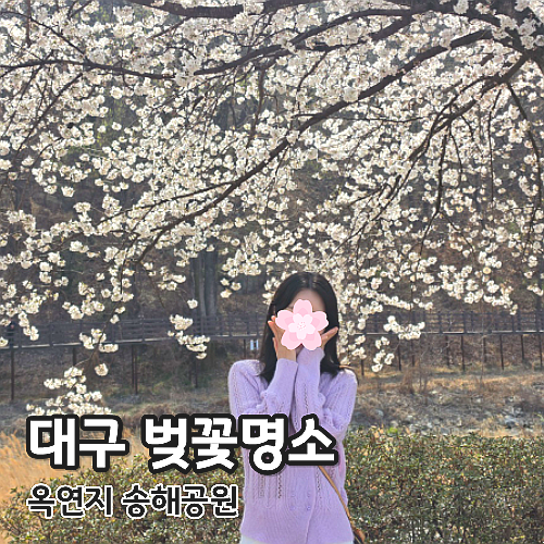  대구 벚꽃명소 송해공원 옥포 옥연지 벚꽃축제 개화상태