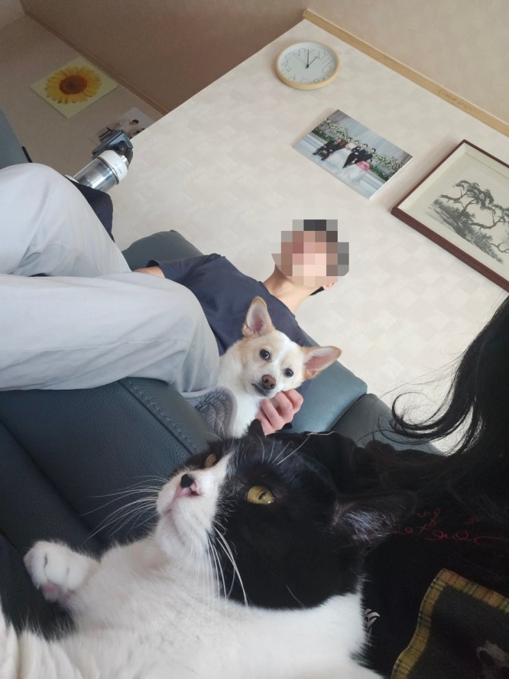  일상기록 임신중 자기개발 자격증공부하기