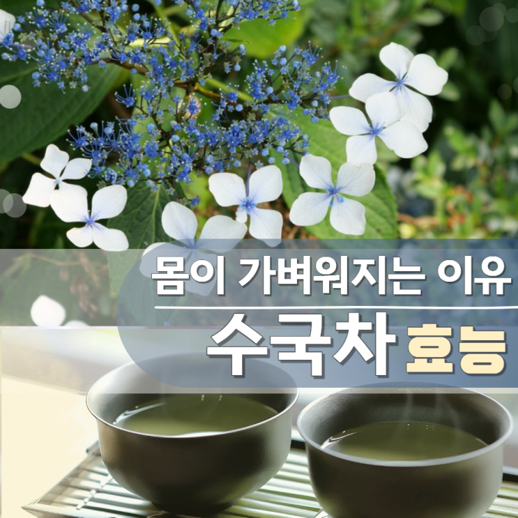  수국차 효능 잎 부작용 (감로차)