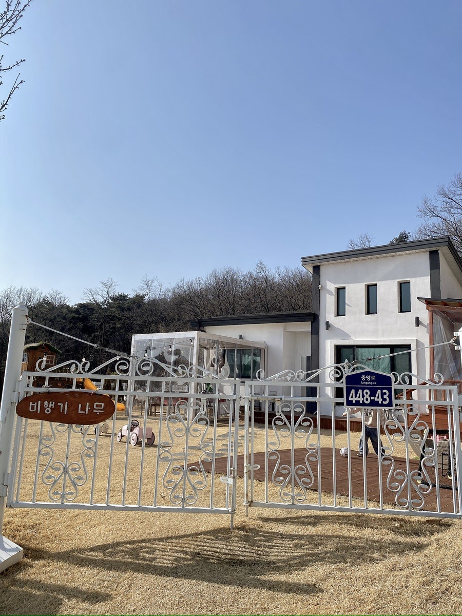 비행기나무 사진 2