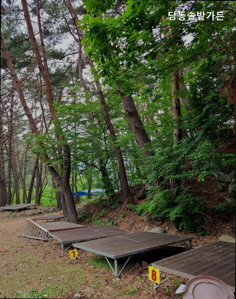 당동솔밭가든 사진 3