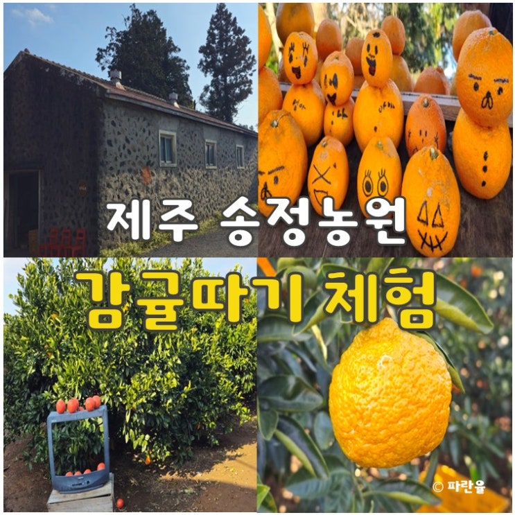  제주도 공항 근처 제주 송정농원 감귤 따기 체험 내돈내산