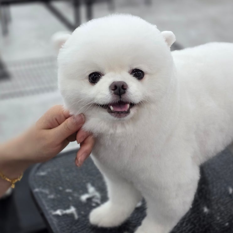 광주애견미용학원 교육비 지원 조건과 신청방법