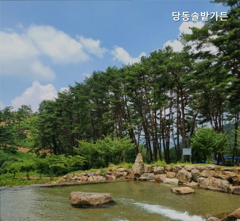 당동솔밭가든 사진 4