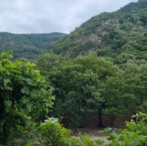 약수산장 사진 4